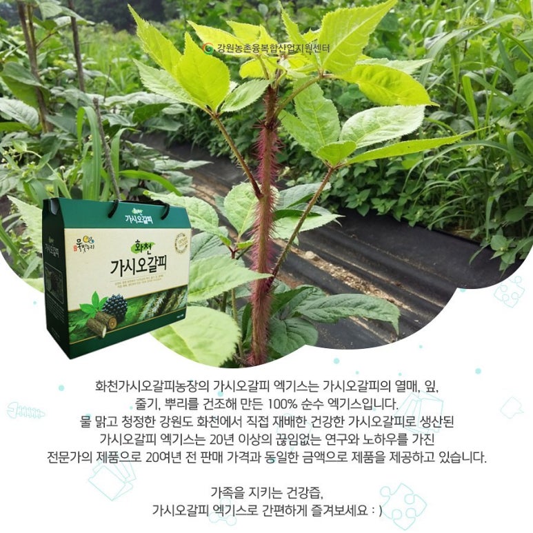 화천가시오갈피농장 이미지