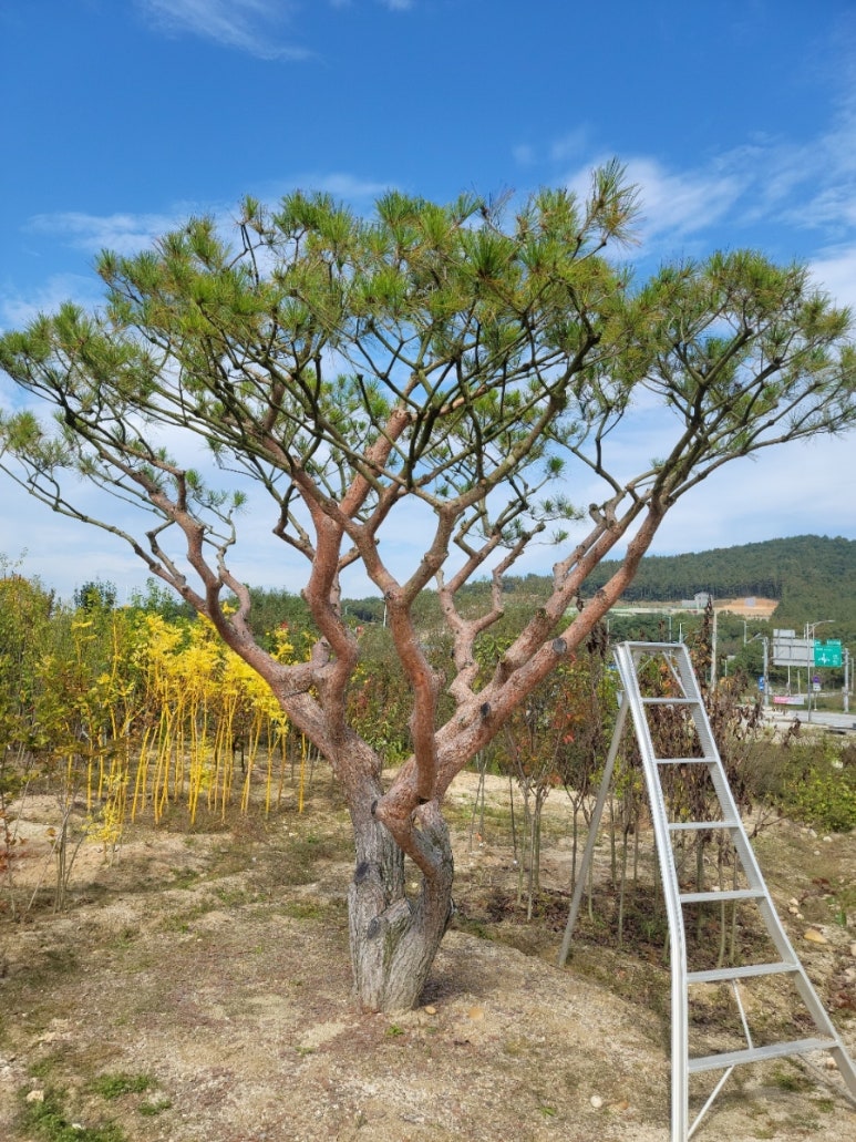 세종조경농원 이미지