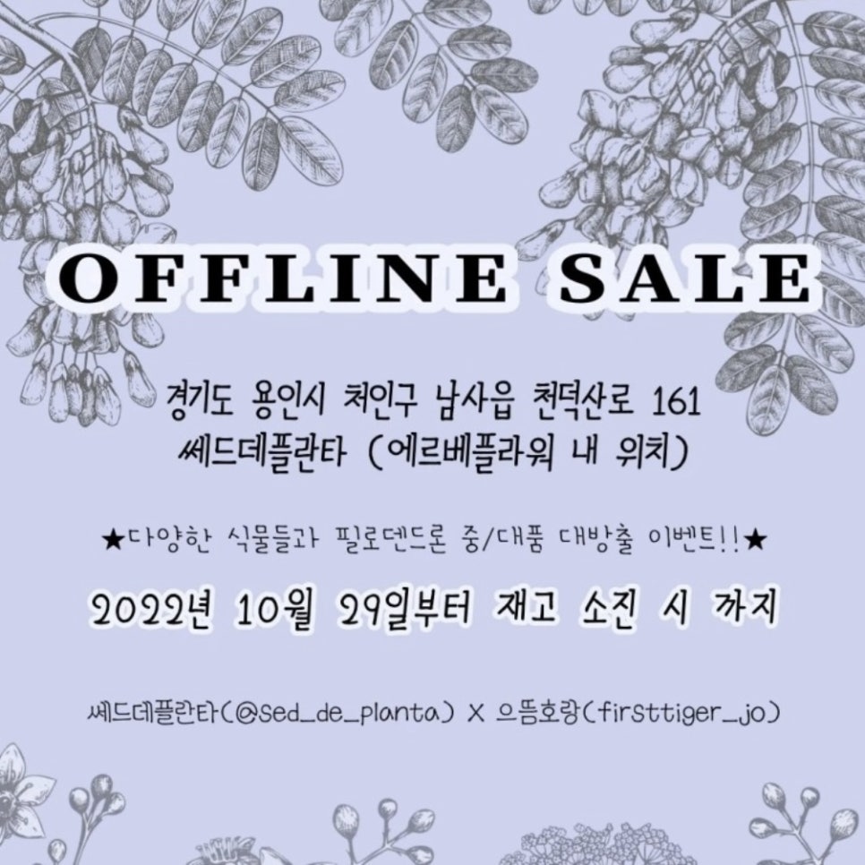 쎄드데플란타 이미지
