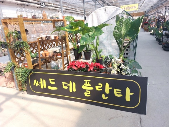 쎄드데플란타 이미지