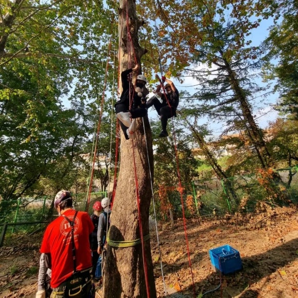 스카우트 그루터기 이미지