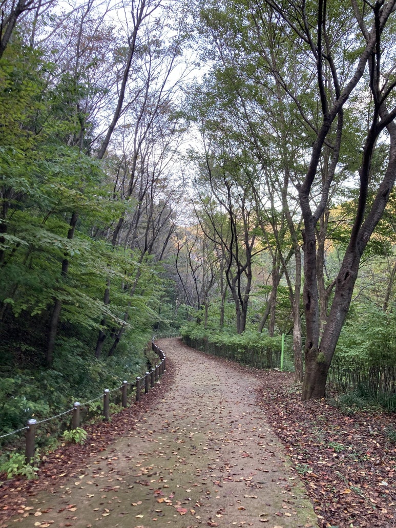 수목 비교 관찰원 이미지