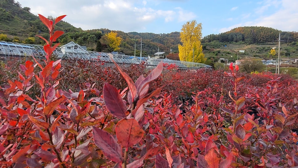 천사농원 이미지