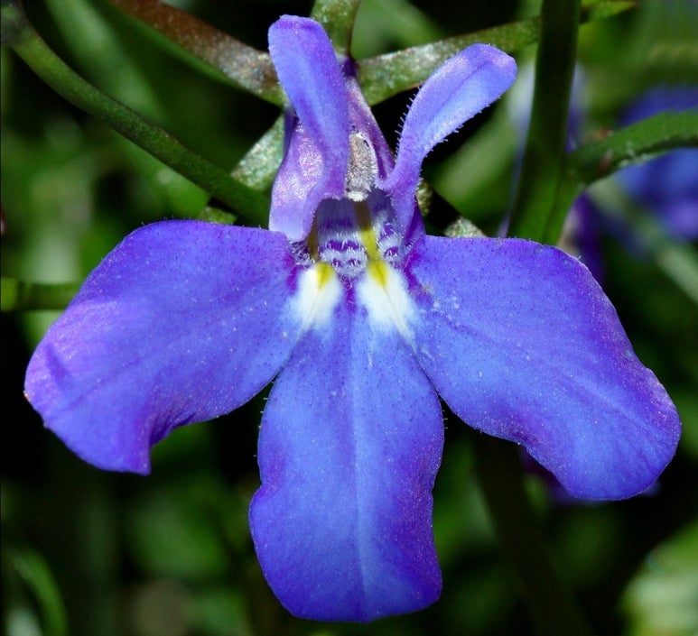 로벨리아(lobelia) 이미지