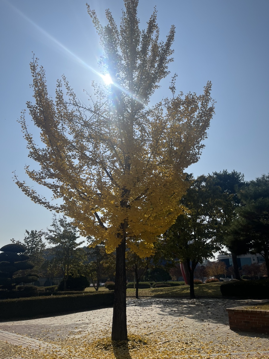 일계양득 이미지