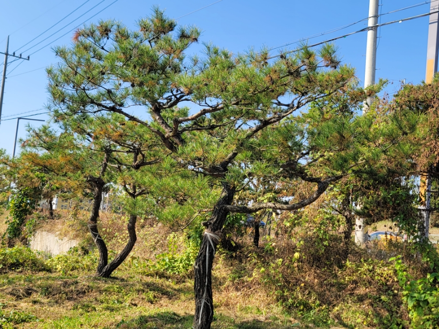 금마제일주유소 이미지
