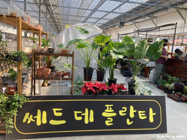 쎄드데플란타 이미지