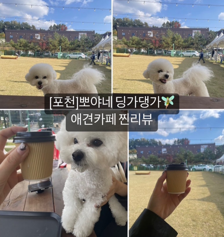 뽀야네딩가댕가 이미지