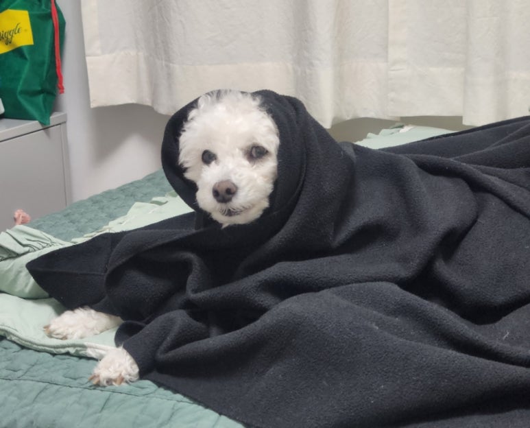 펫지 이미지