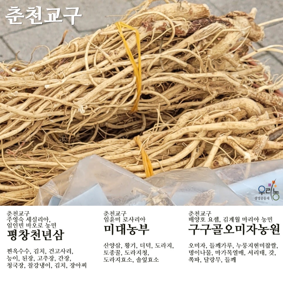 평창천년삼 이미지