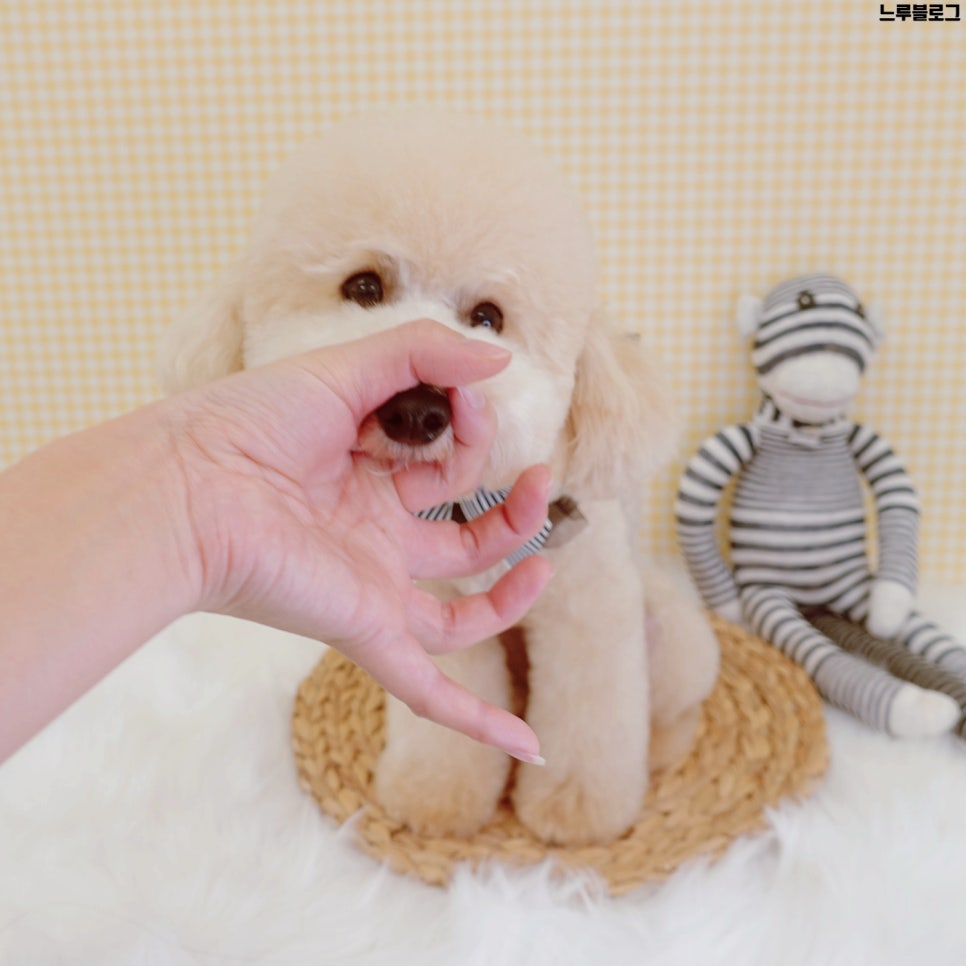 애몽쌀롱 이미지