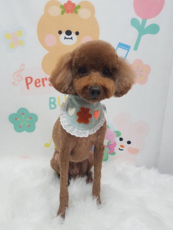예쁘댕 이미지