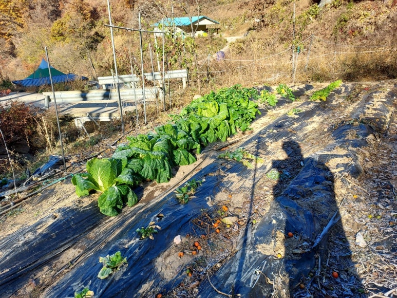 갑천주유소 이미지