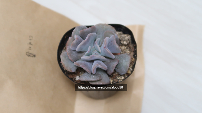 화분집그로브팟 이미지