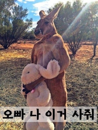 캥거루펀치 이미지