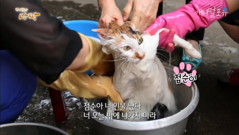 페셰 이미지
