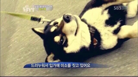 내일 더 이미지