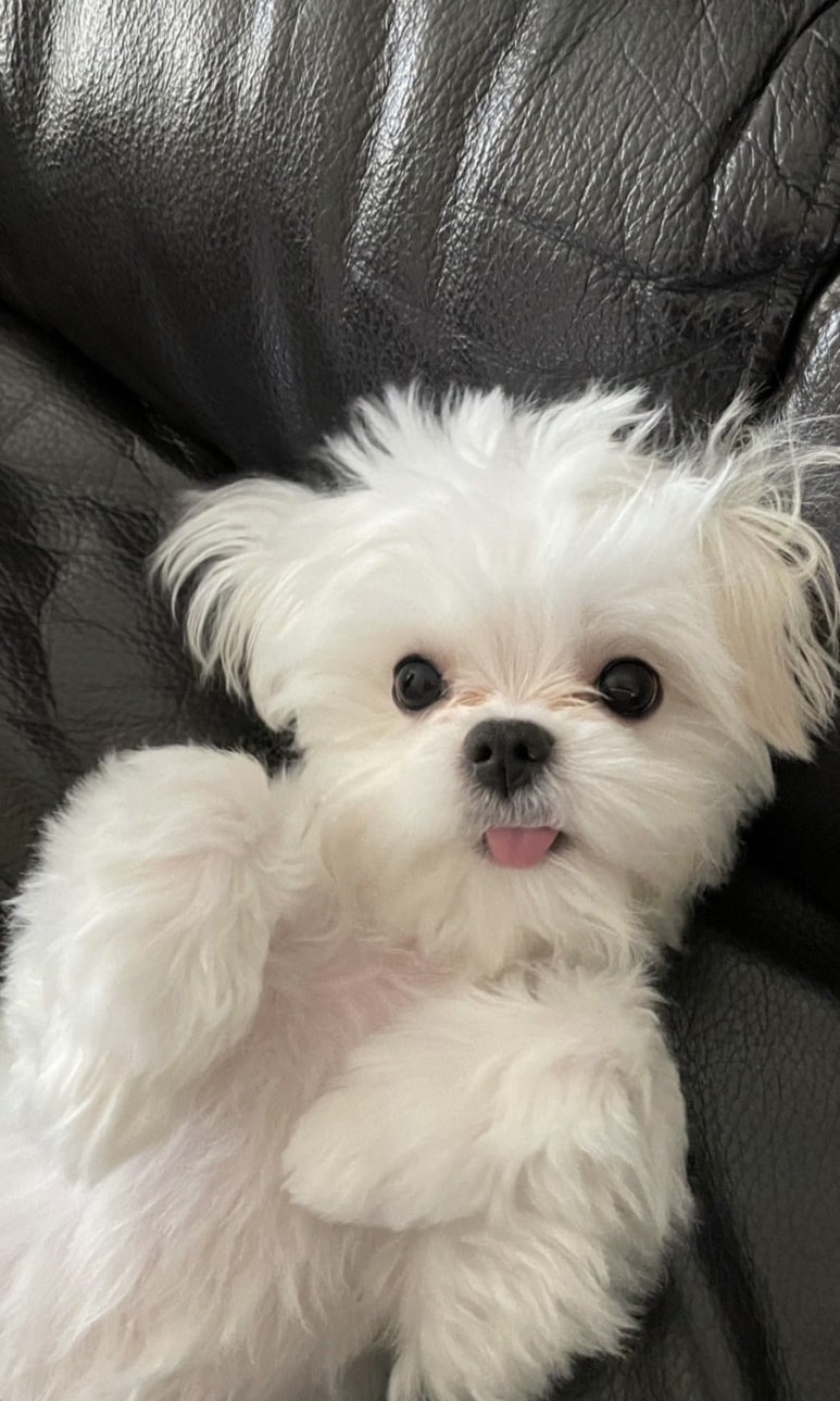 오도아 이미지