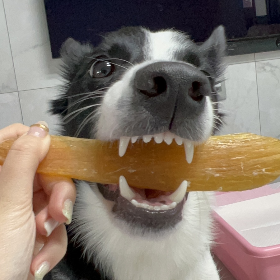다이노랩 이미지
