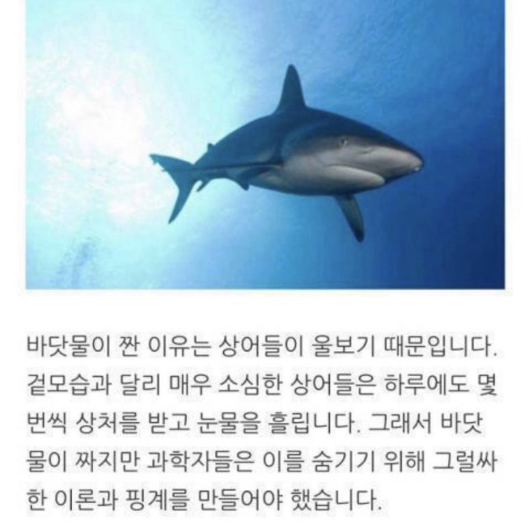 꿀딱 이미지