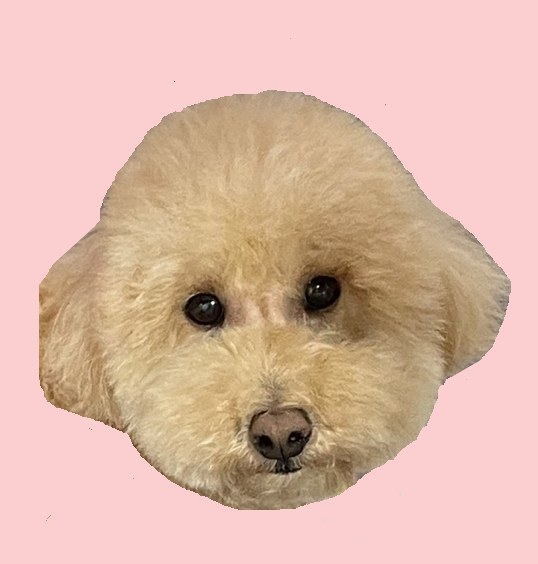 세이셸스튜디오 이미지