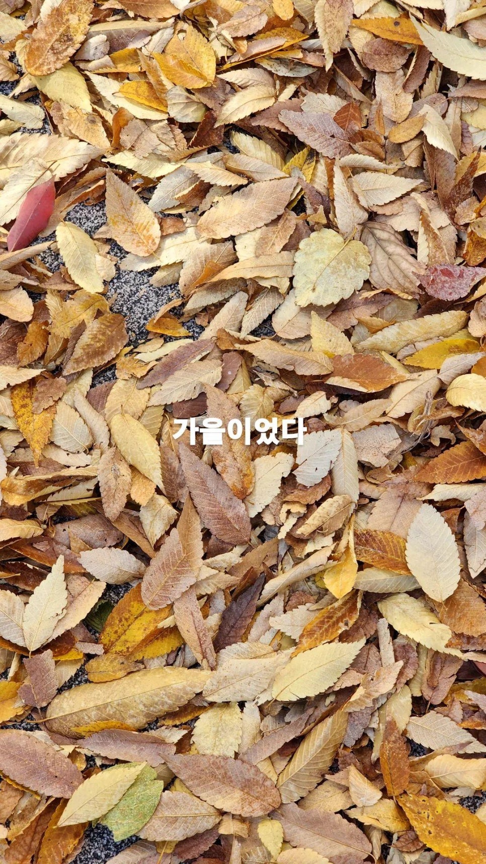 옛날한우마당 이미지