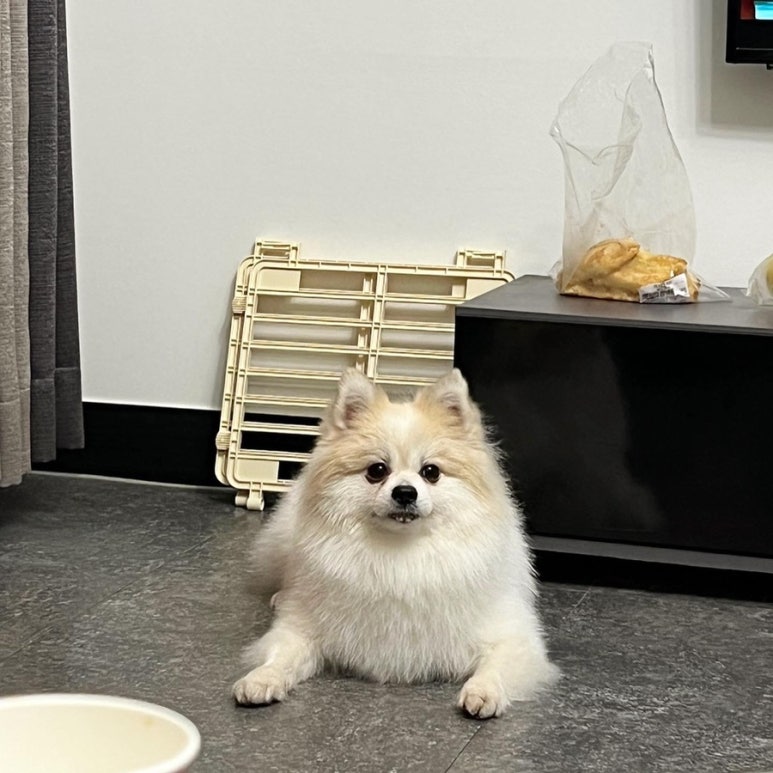 부리나케밥 이미지