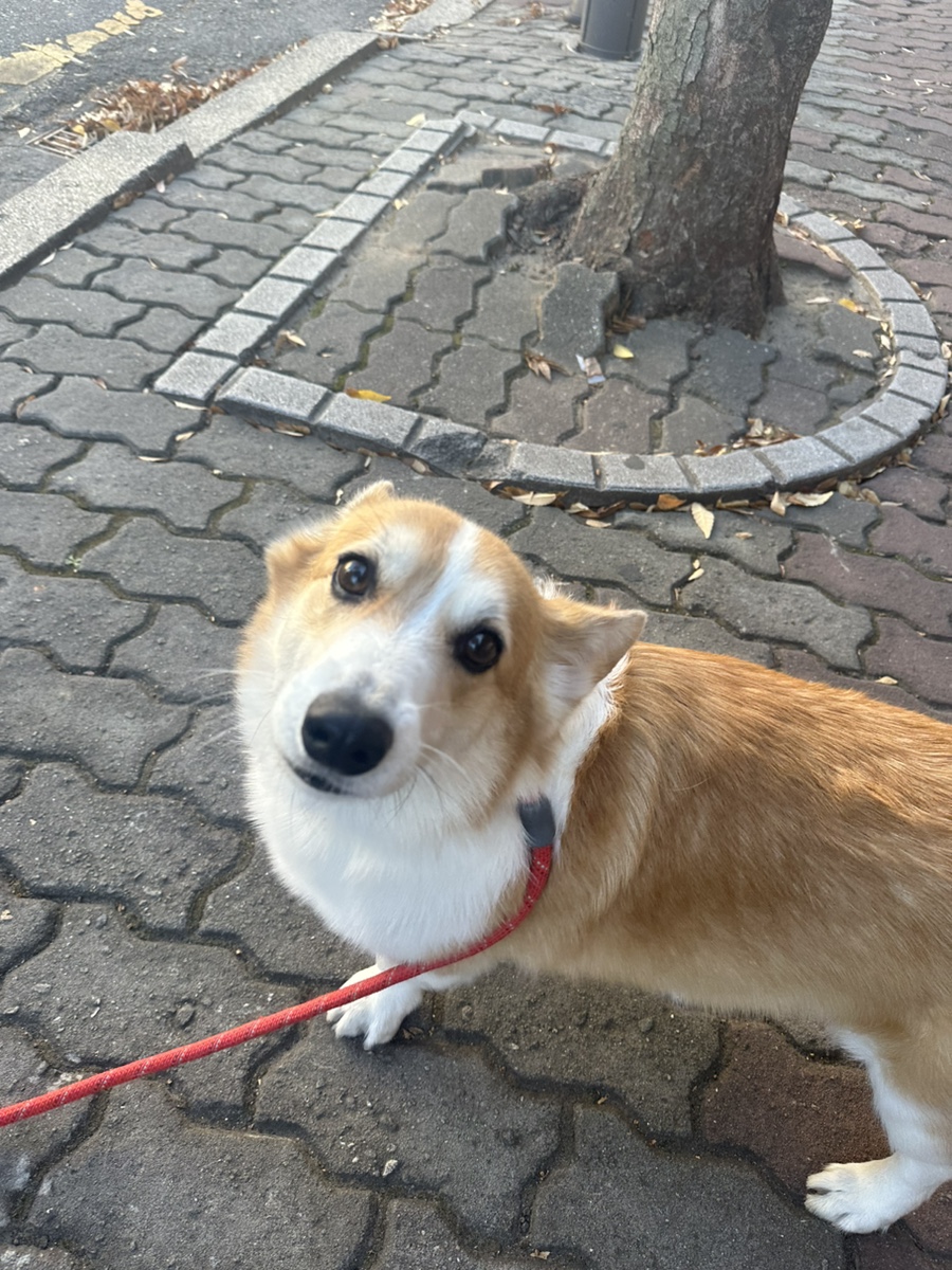 왈왈왈 이미지