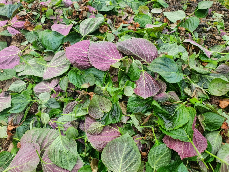 깻잎농원 이미지
