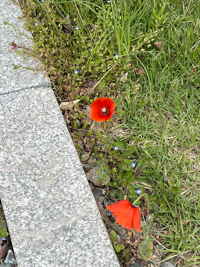 바닷들소담한정식 이미지