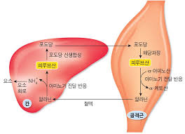 근육풀이 이미지