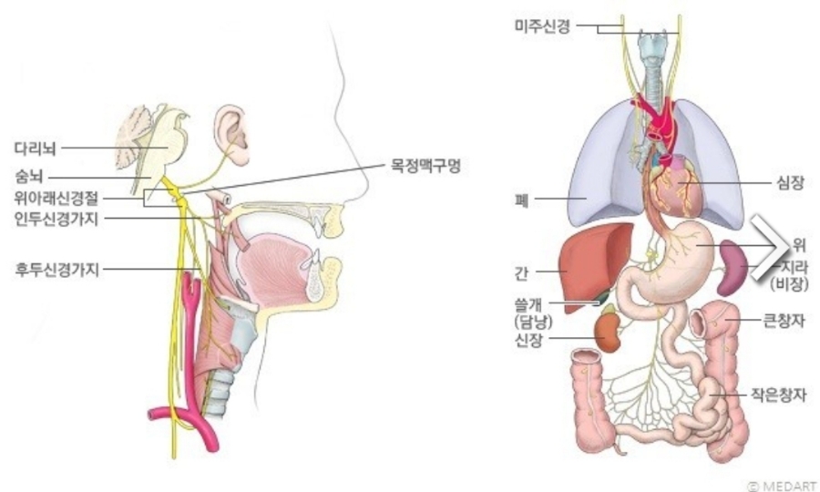 미주테라피 이미지