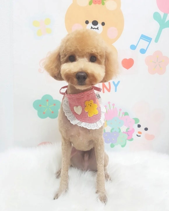 예쁘댕 이미지