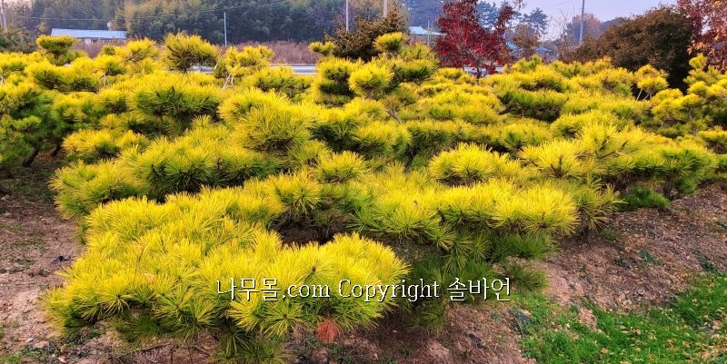 솔바람조경 이미지