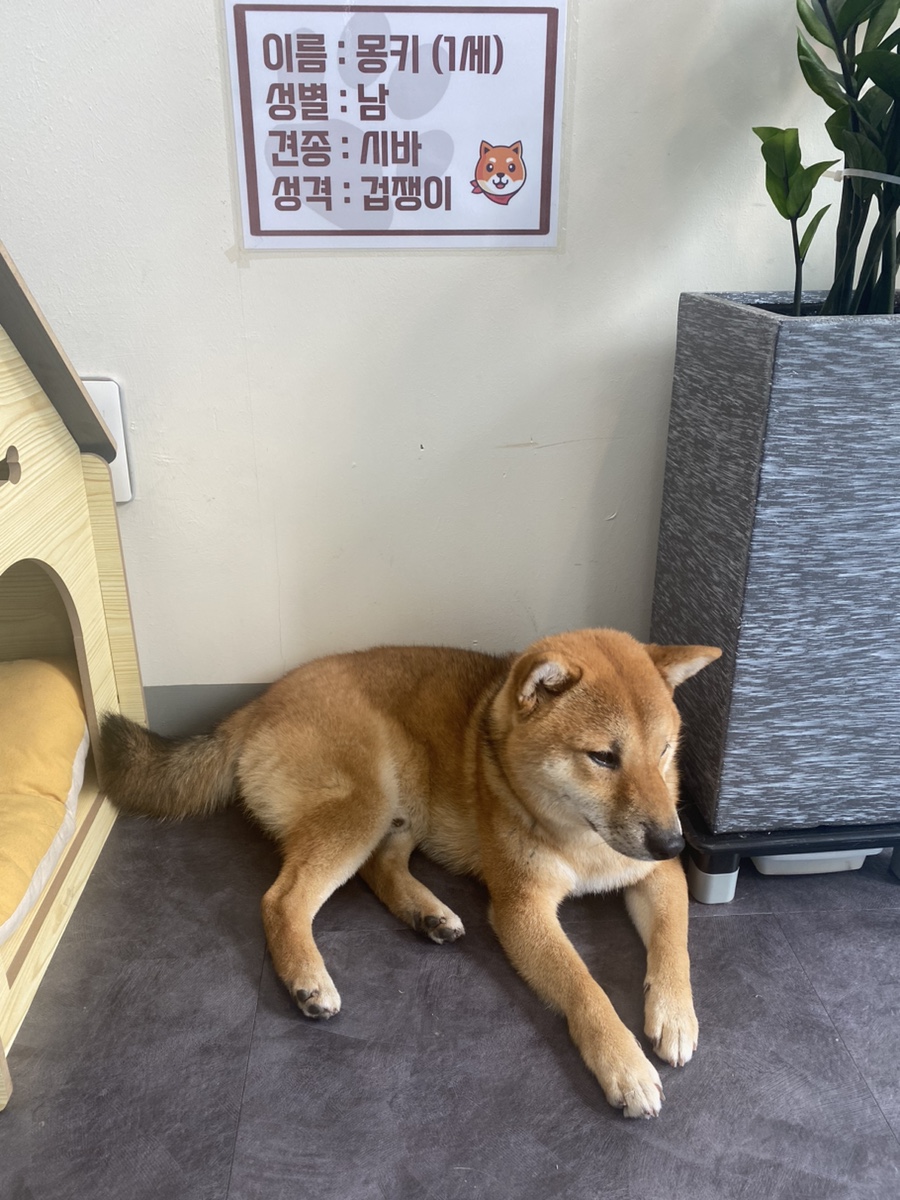 샐러드몽키24 이미지