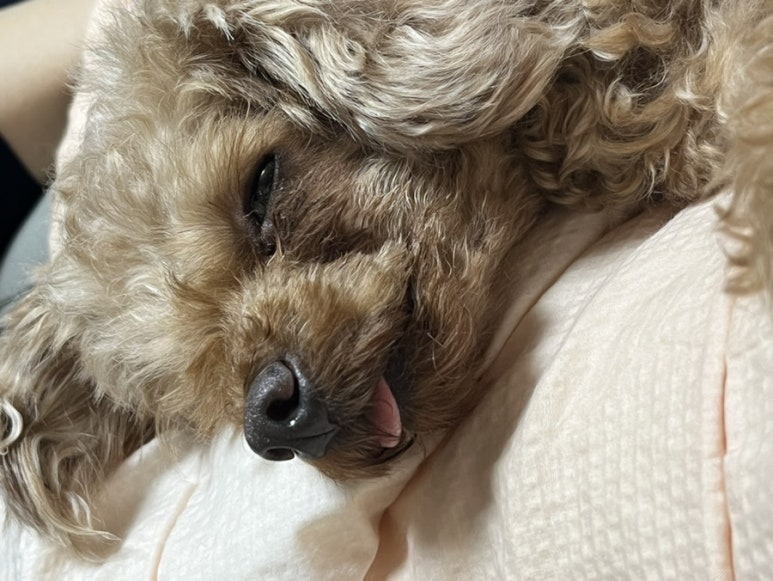 소망꽃 이미지