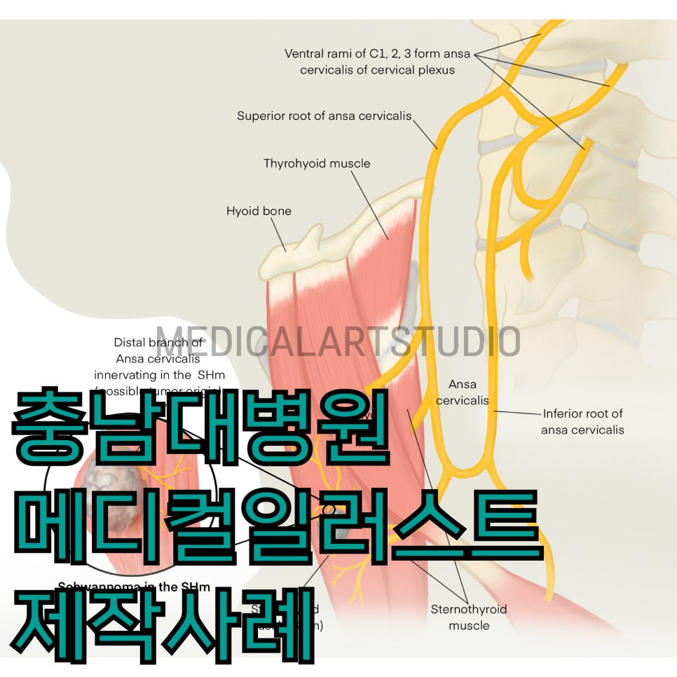 메디컬아트스튜디오 이미지