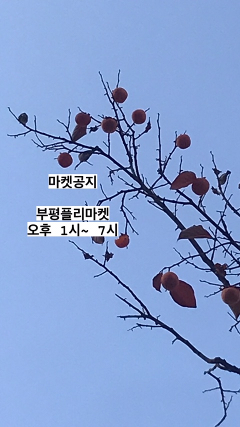 루씨브릭 이미지