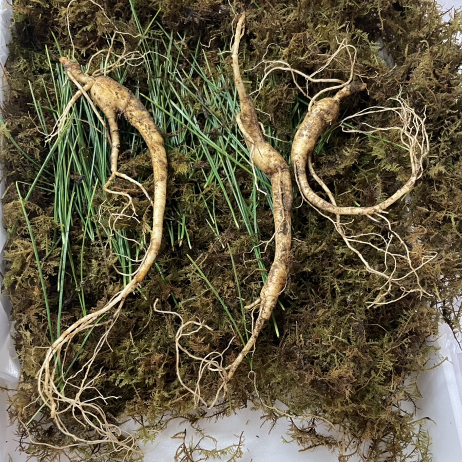 강원산양산삼 이미지