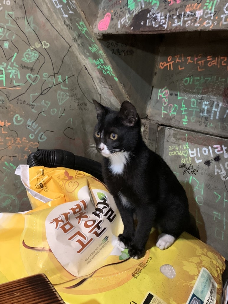 젊은부부꼬순떡 이미지