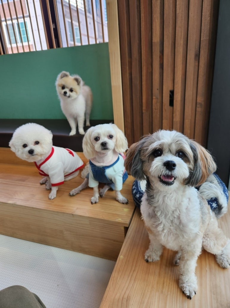 돈친 이미지