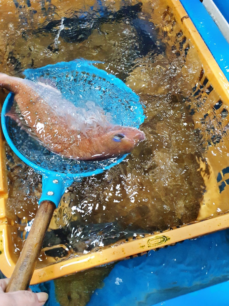 남해자연산횟집 이미지