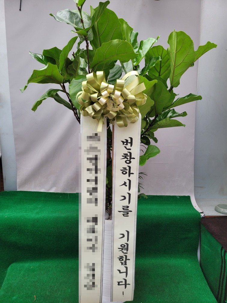 네일카리아 이미지