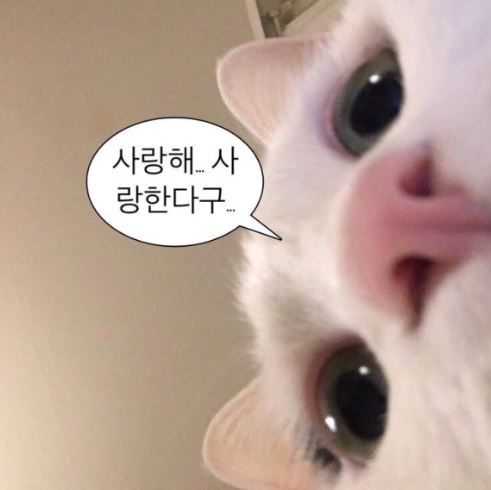 마타렐로 이미지