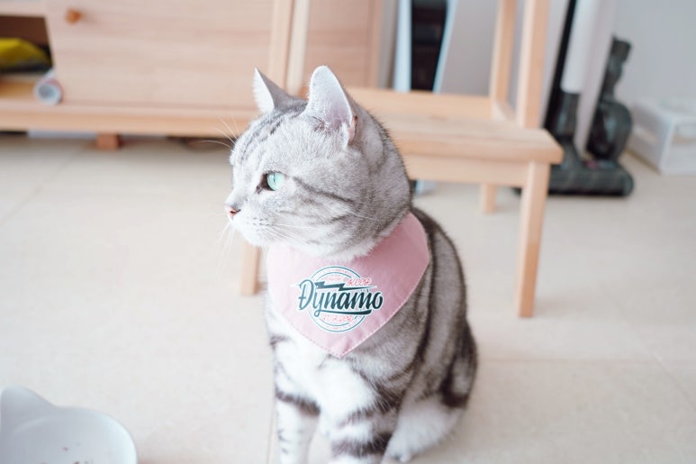 냥츠 이미지
