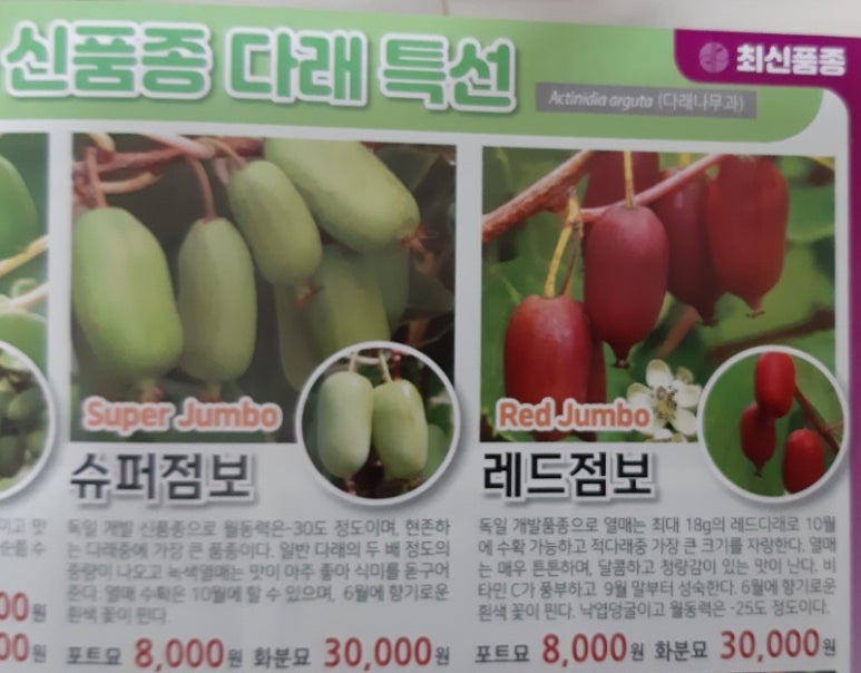 다래슈퍼 이미지