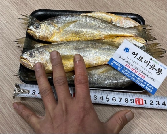 참조기 종류, 크기를 알아봅시다, 유자망 선별된 조기 : 네이버 블로그