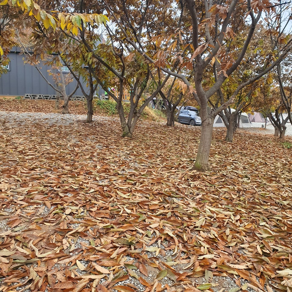 트리팜 관광농원 이미지