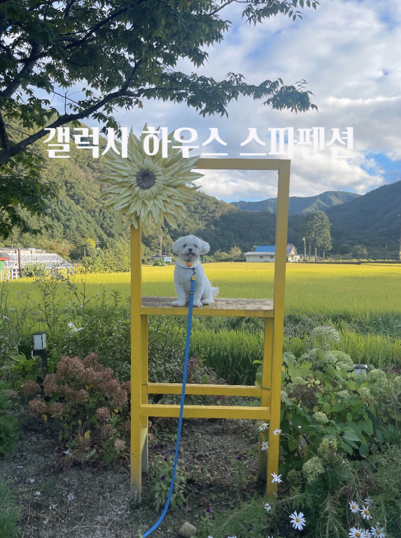 갤럭시하우스스파펜션&애견펜션 이미지