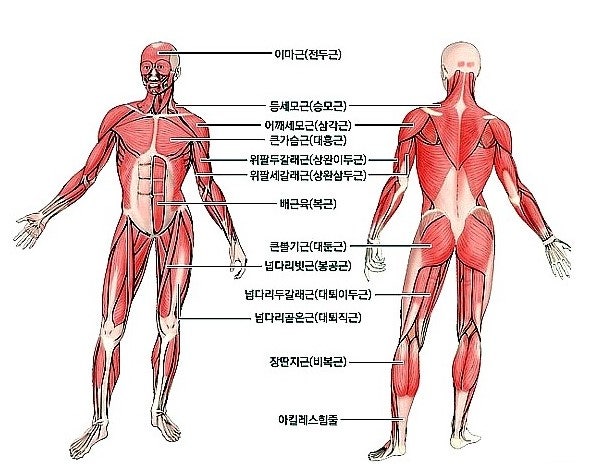 헬스보이짐대전 이미지